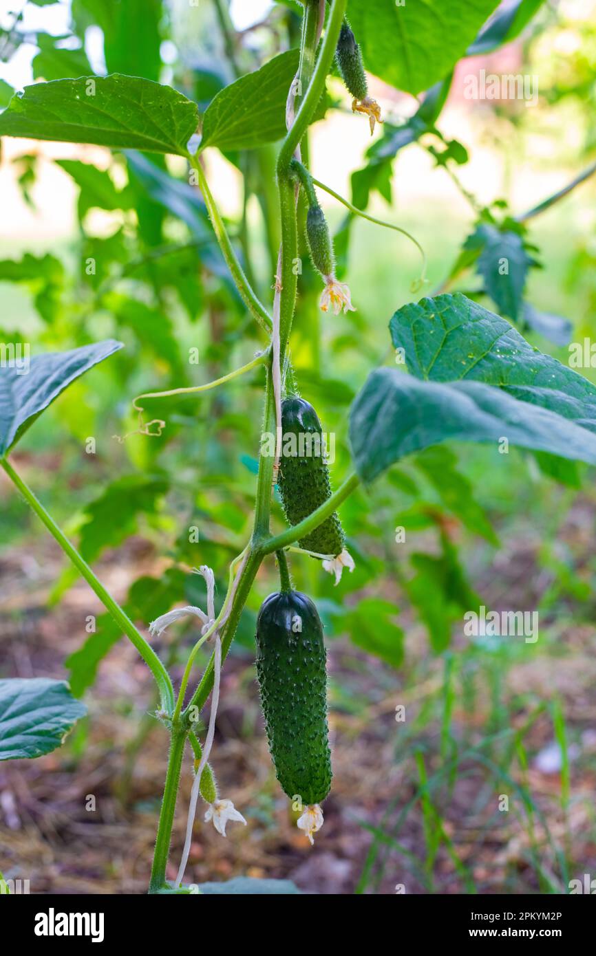Stems Rope Stem tied with a rope with growing green cucumbers. Growing vegetables ...