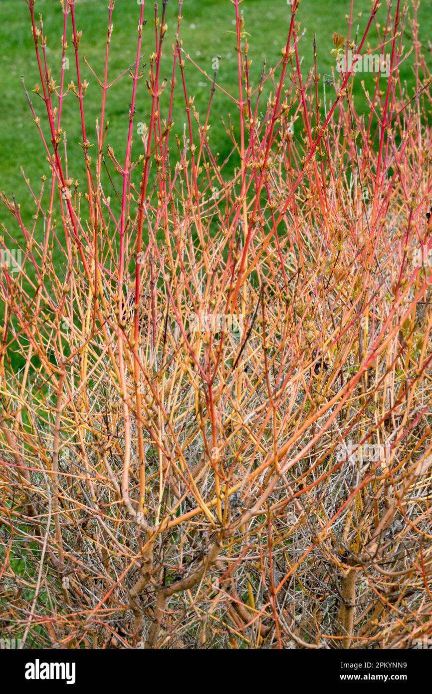 Winter, Orange, Stalks, Cornus sanguinea 'Winter Beauty', Dogwood Stock Photo