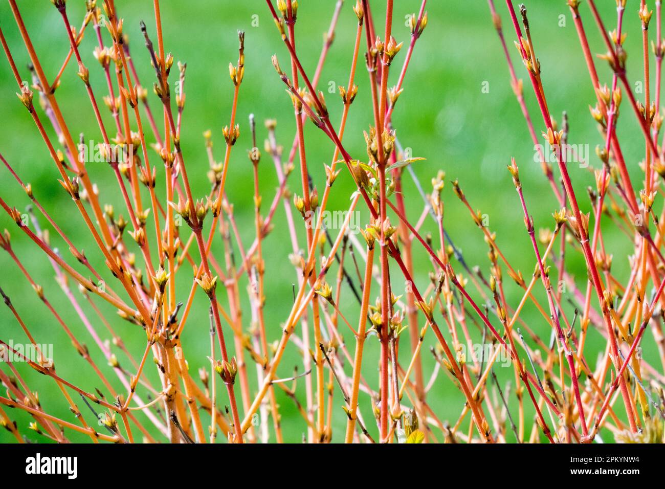 Leafless Dogwood, Cornus sanguinea 'Winter Beauty' Stock Photo
