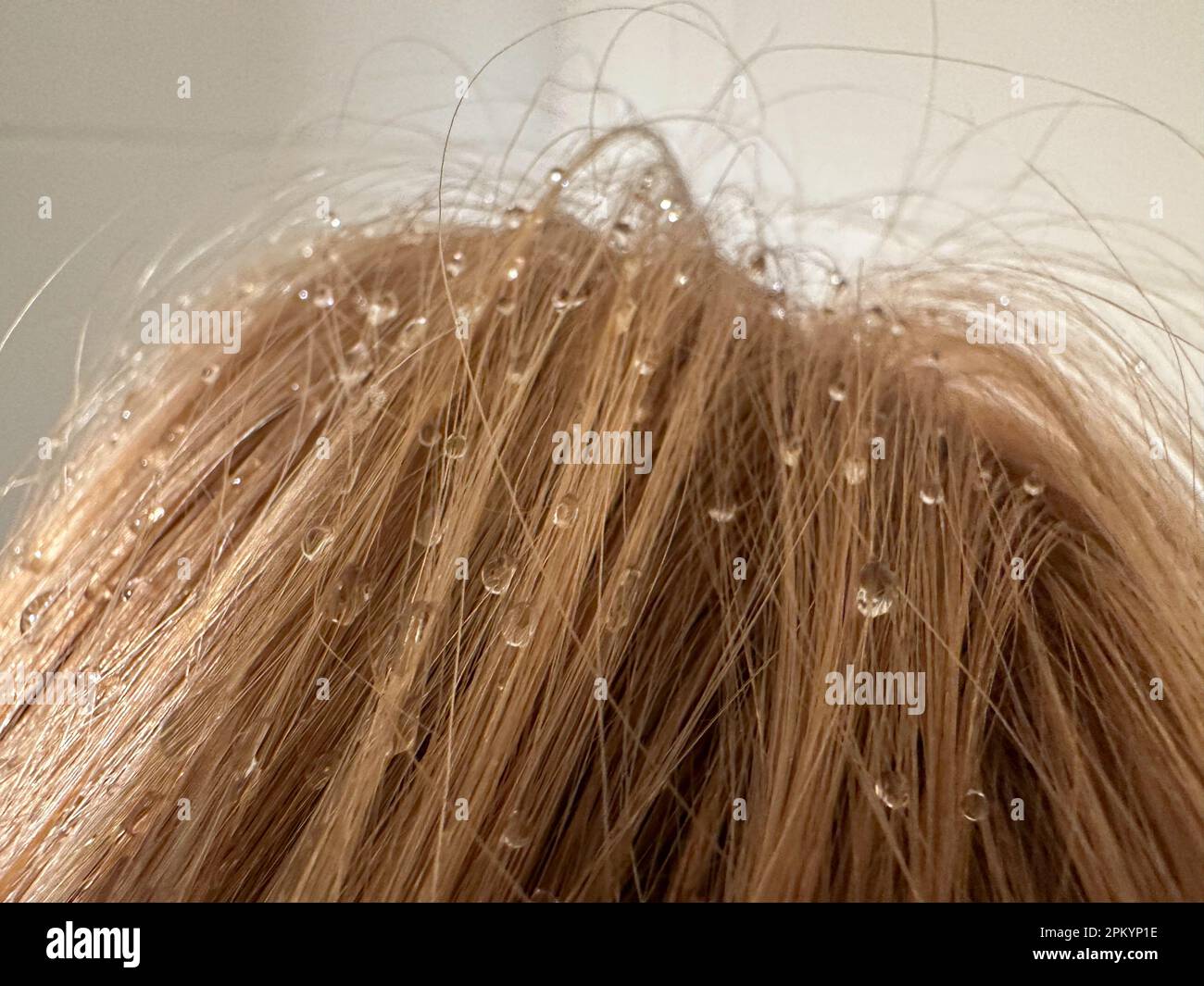 raindrops in a woman's hair. close up Stock Photo