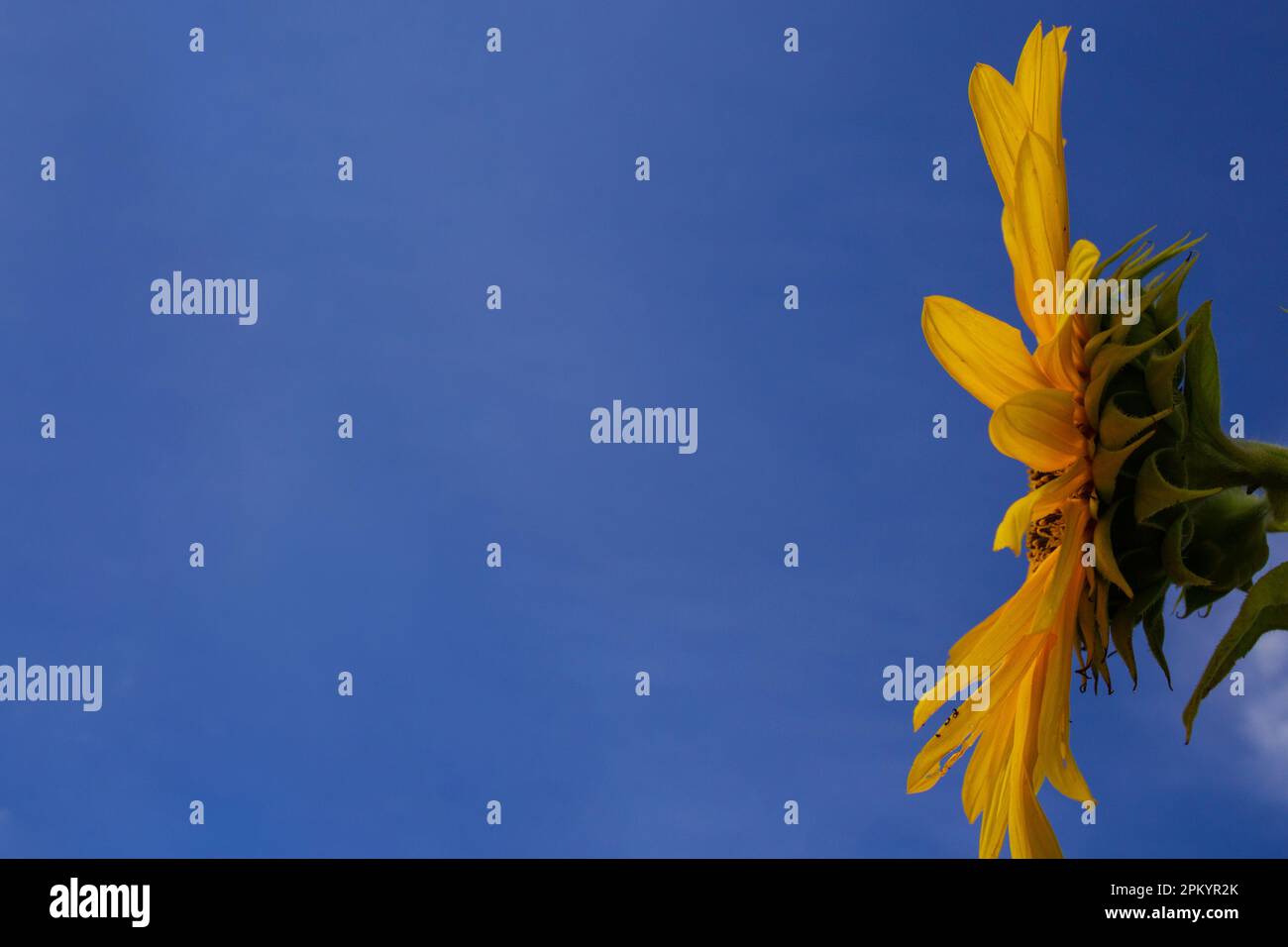 Goias, Goias, Brazil – April 06, 2023: Detail of a sunflower photographed in profile, with a blue sky in the background. Stock Photo