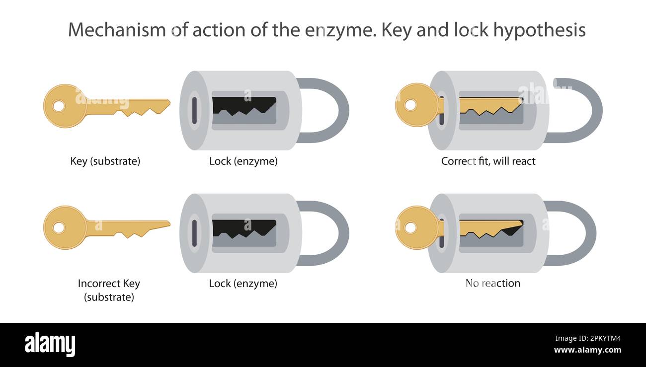 Mechanism of action of the enzyme. Key and lock hypothesis Stock Photo