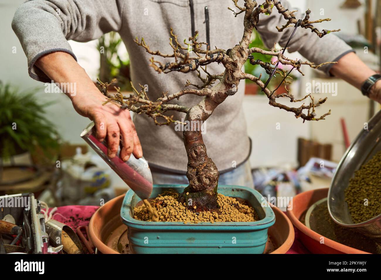 Bonsai wire hi-res stock photography and images - Alamy