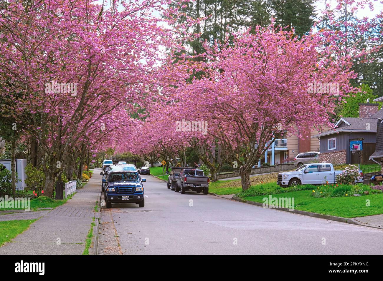 Japanese Flowering Cherry trees (Prunus serrulata) lining a