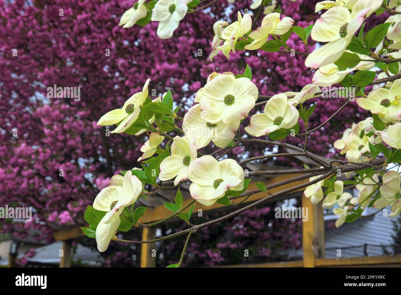 Flowering Dogwood (Cornus florida) with a Japanese Flowering Cherry