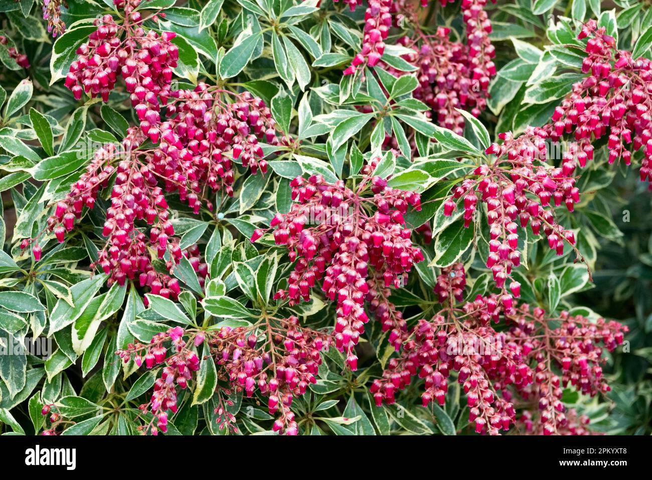 Lily of the Valley Shrub, Pieris japonica "Ralto Stock Photo Alamy