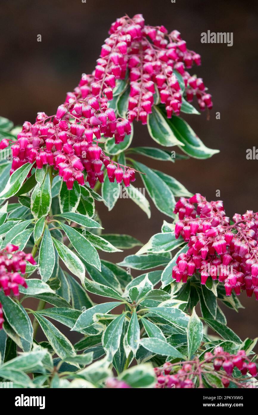 Japanese Andromeda, Pieris japonica 'Ralto', Pieris, Flowering, Early spring, Bloom, Small bells Stock Photo