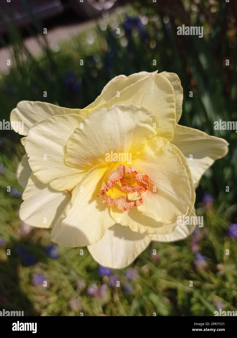 Les narcisses (Narcissus spp.) ou jonquilles sont des plantes vivaces formant de gros bulbes, originaires d'Europe et d'Afrique du nord où elles pouss Stock Photo