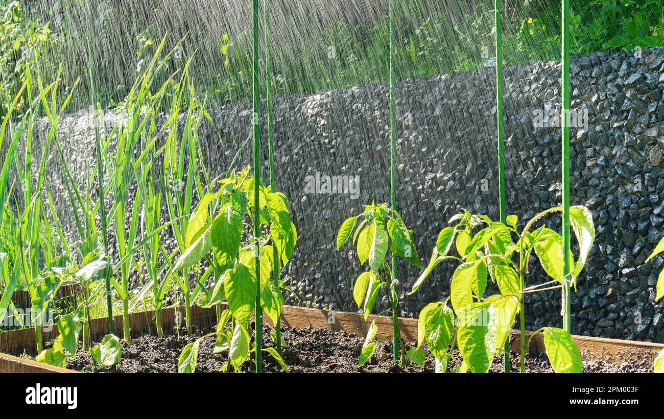 Plants in the vegetable garden during the rain. Watering the garden