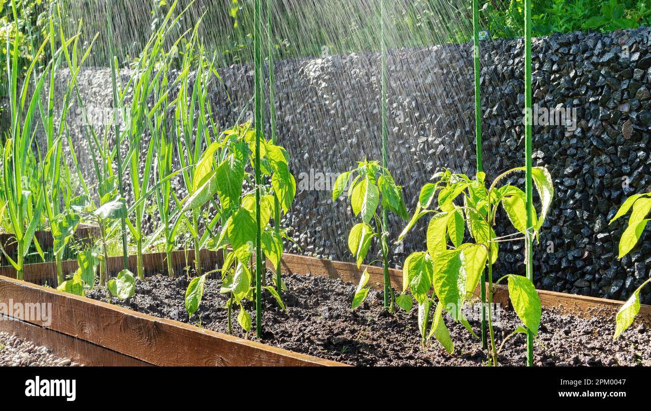 Staking plants to prevent damage and breakage during rain and wind