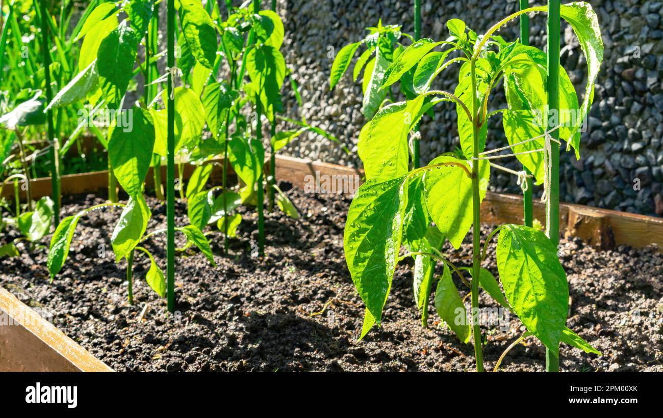 Bell pepper plants in vegetable garden after rain. Pepper seedlinds