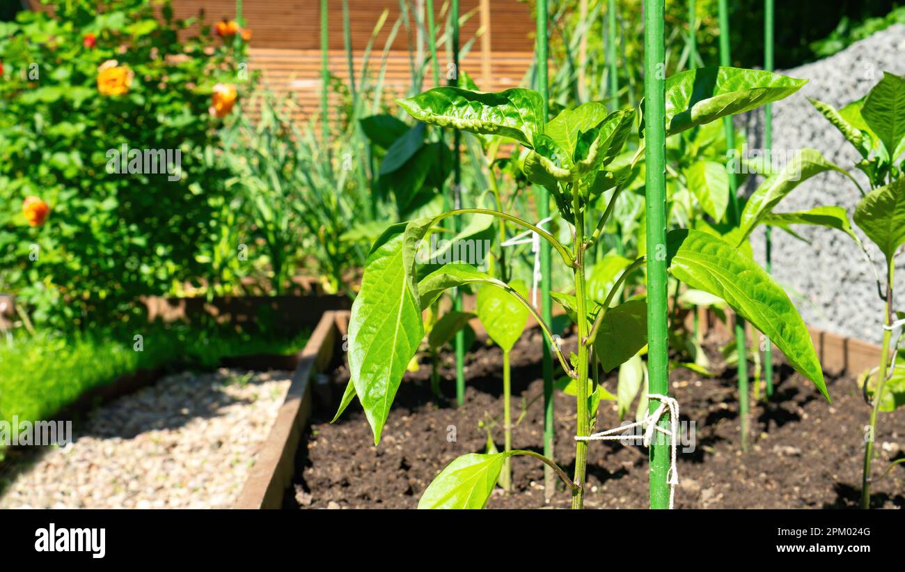 Young seedlings of bell pepper tied to a support closeup. Vegetable