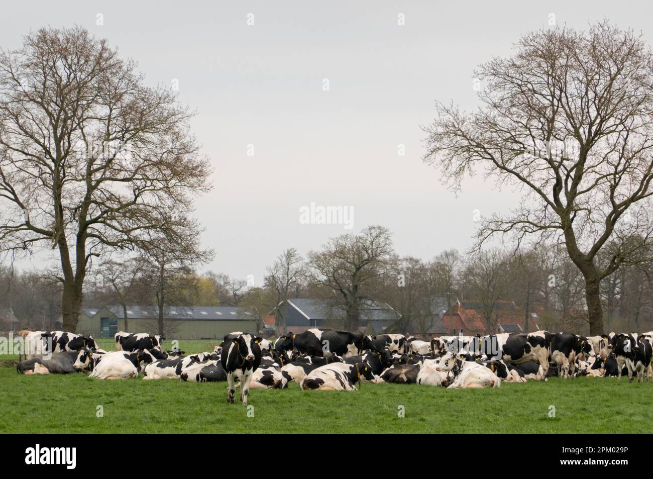 Large herd of black and white dairy cattle in a meadow Stock Photo