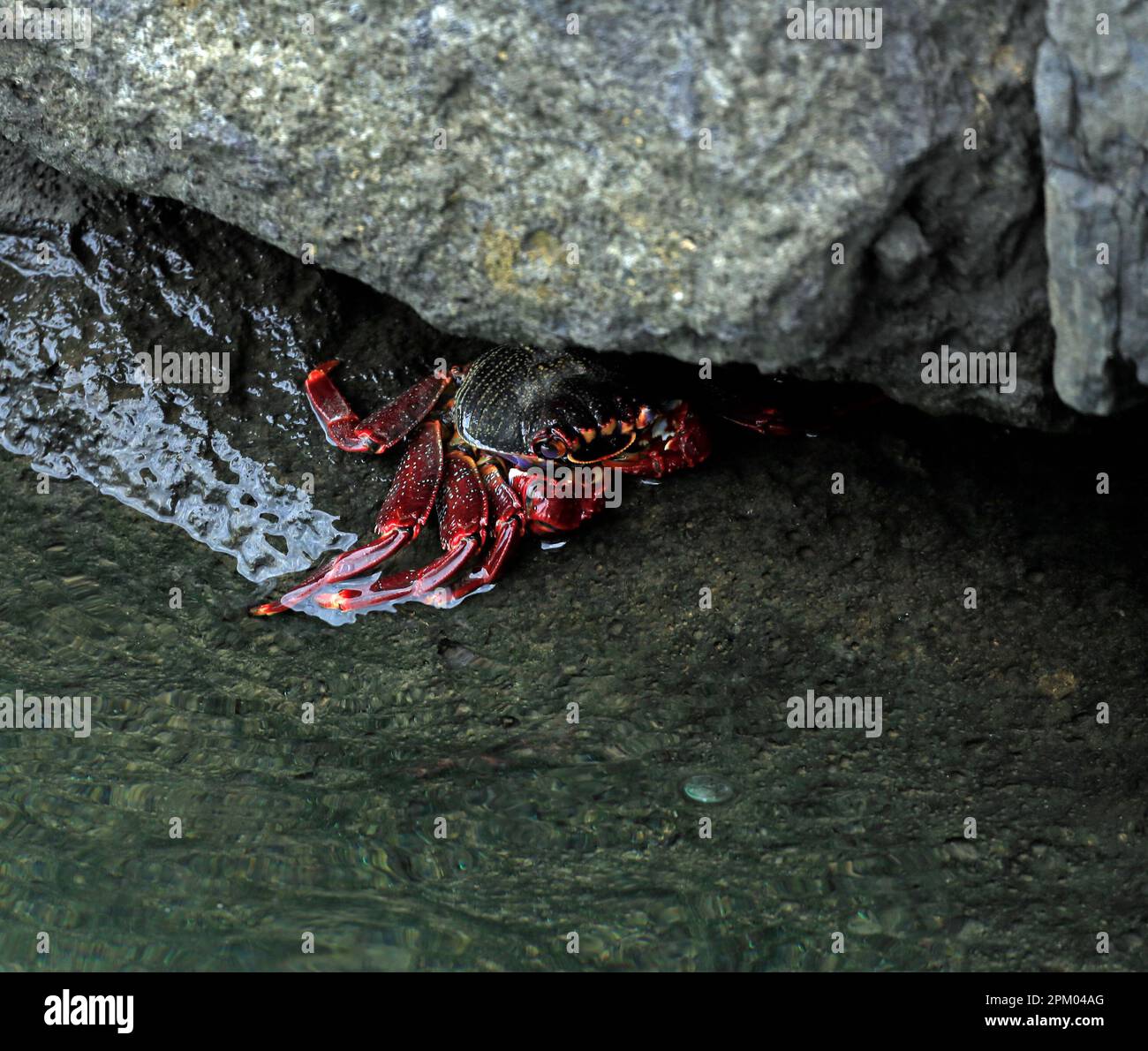 Grapsus adscensionis - Atlantic Rock Crab,  Lanzarote. Taken February / March 2023. Stock Photo