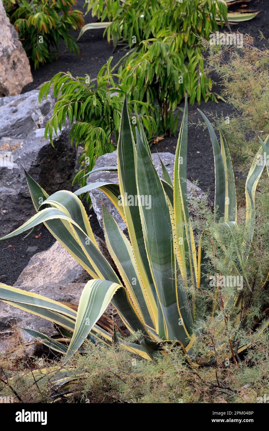 Variegated Century Plant -- Agave americana. Lanzarote. Taken February / March 2023 Stock Photo