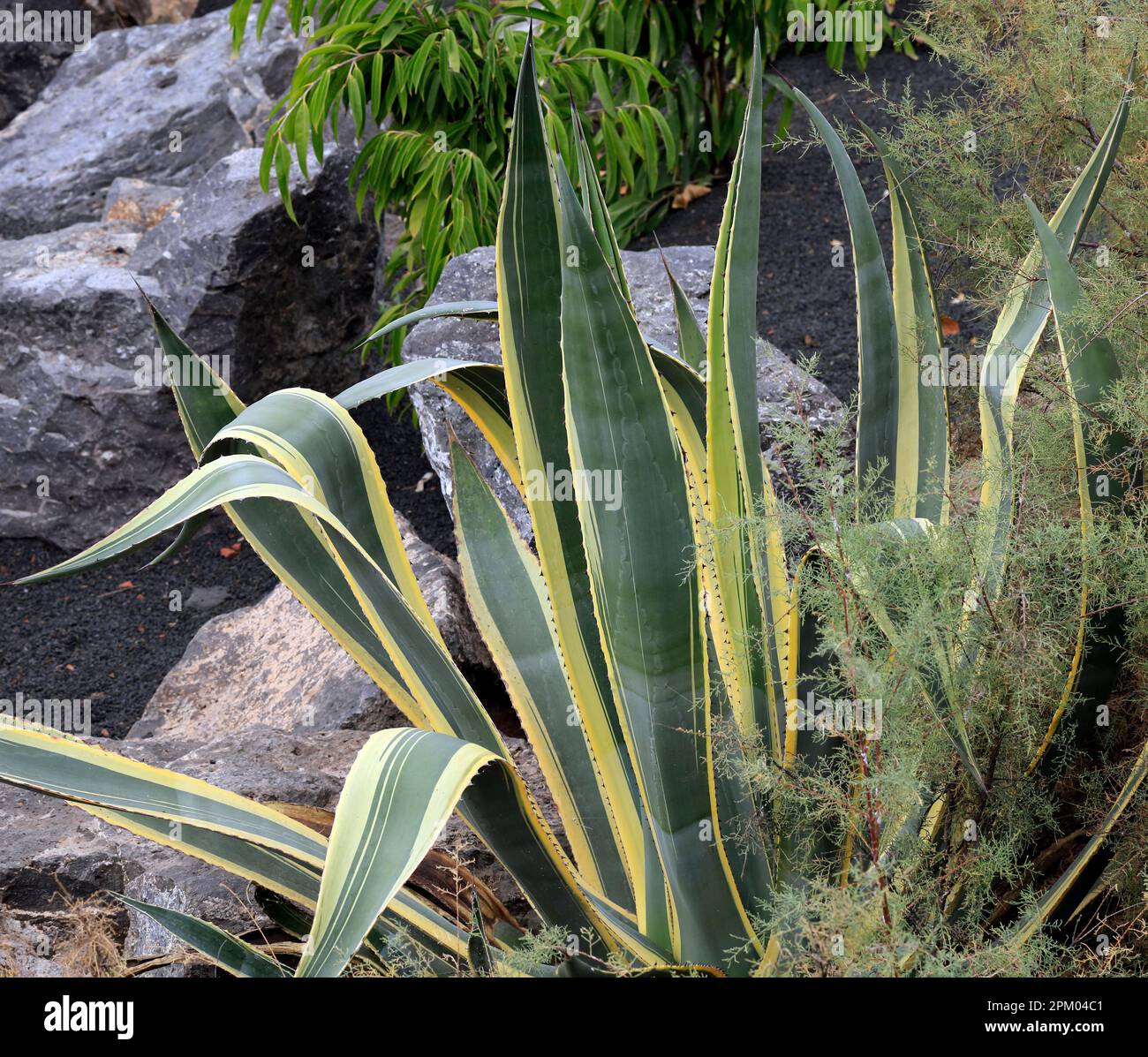 Variegated Century Plant -- Agave americana. Lanzarote. Taken February / March 2023 Stock Photo