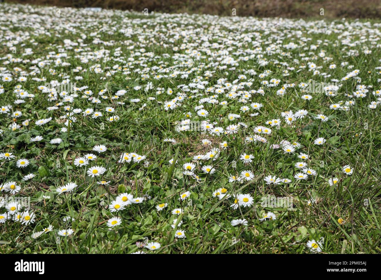Daisies and grasses thriving beside the South West Coast Path at