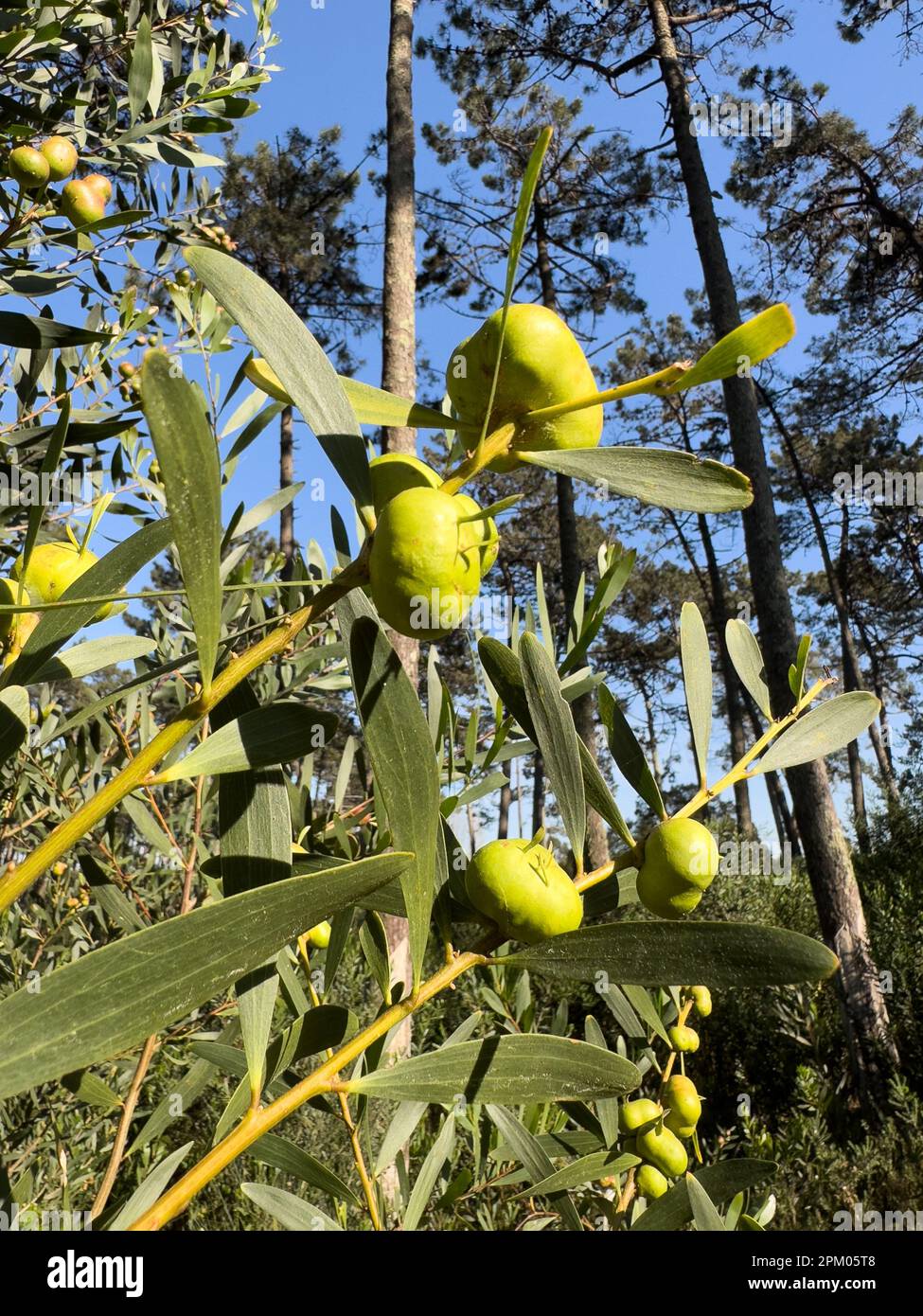 Galls produced on the flower buds of an Acacia Longifolia by the insect Trichilogaster acaciaelongifoliae. Stock Photo