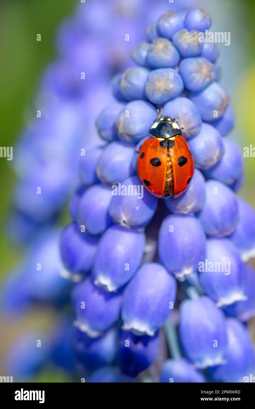 Close up macro photography of a red Ladybird or Ladybug climbing on a blue Muscari flower head in Spring with copy space Stock Photo