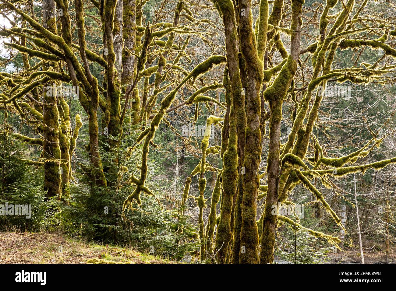 WA23309-00..,.WASHINGTON - Moss covered big leaf maple trees in a mixed forest along the washed-out Elwha River Road. Stock Photo