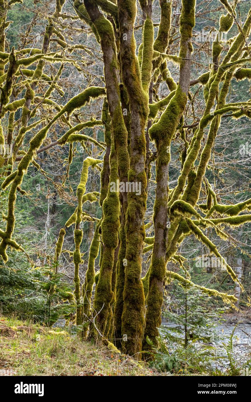 WA23310-00..,.WASHINGTON - Moss covered big leaf maple trees in a mixed forest along the washed-out Elwha River Road. Stock Photo