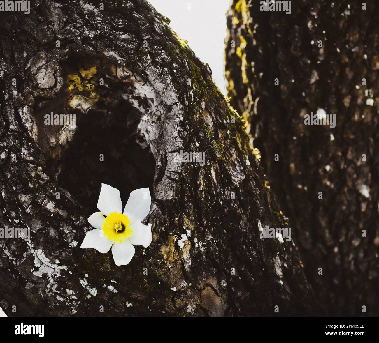 Daffodil flower inside hollow of a dogwood tree in rural west virginia usa in early spring Stock Photo