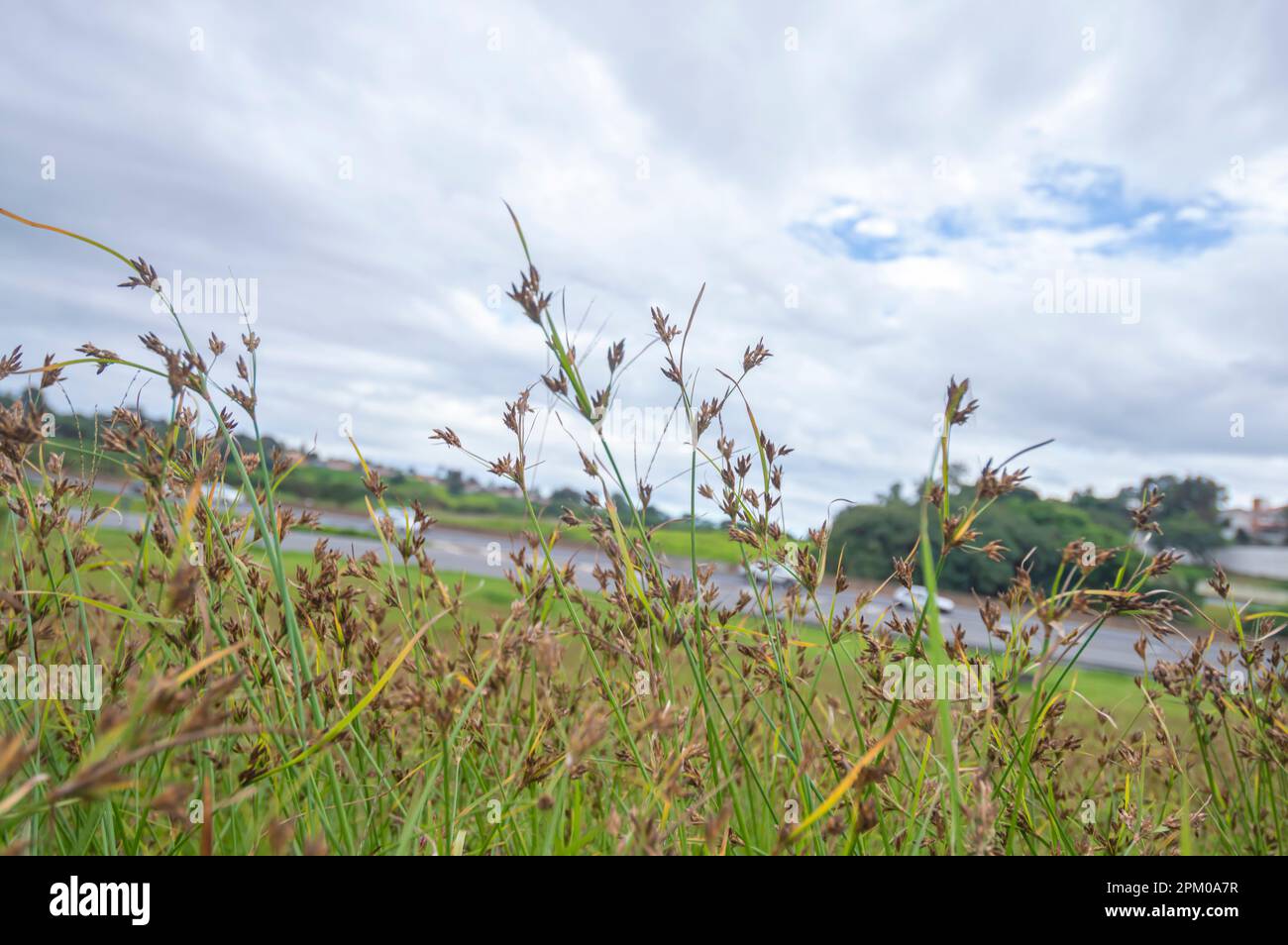 Grass and weeds with blurry cars passing on a highway in the background. Stock Photo