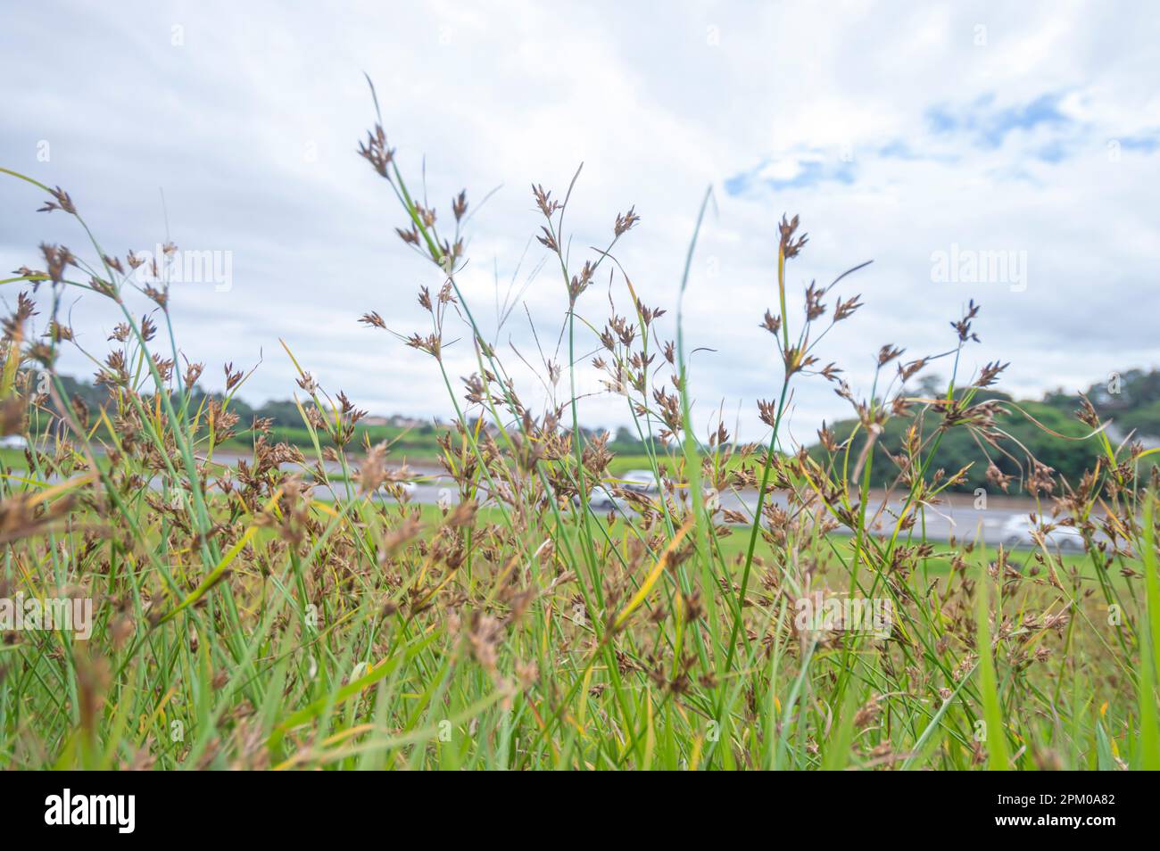 Grass and weeds with blurry cars passing on a highway in the background. Stock Photo
