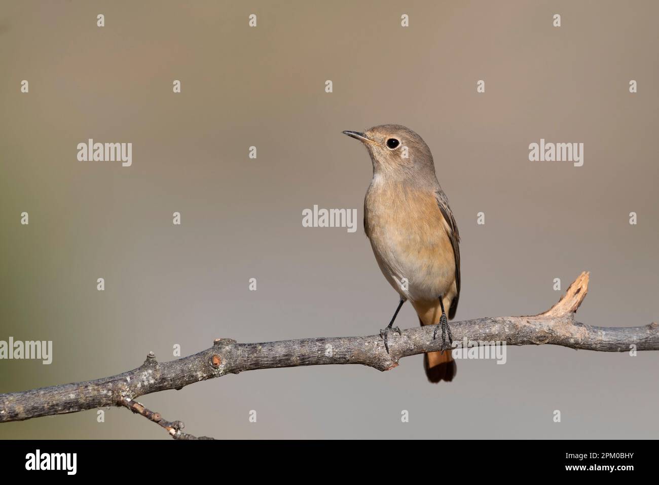 The Common Redstart female (Phoenicurus phoenicurus). Stock Photo