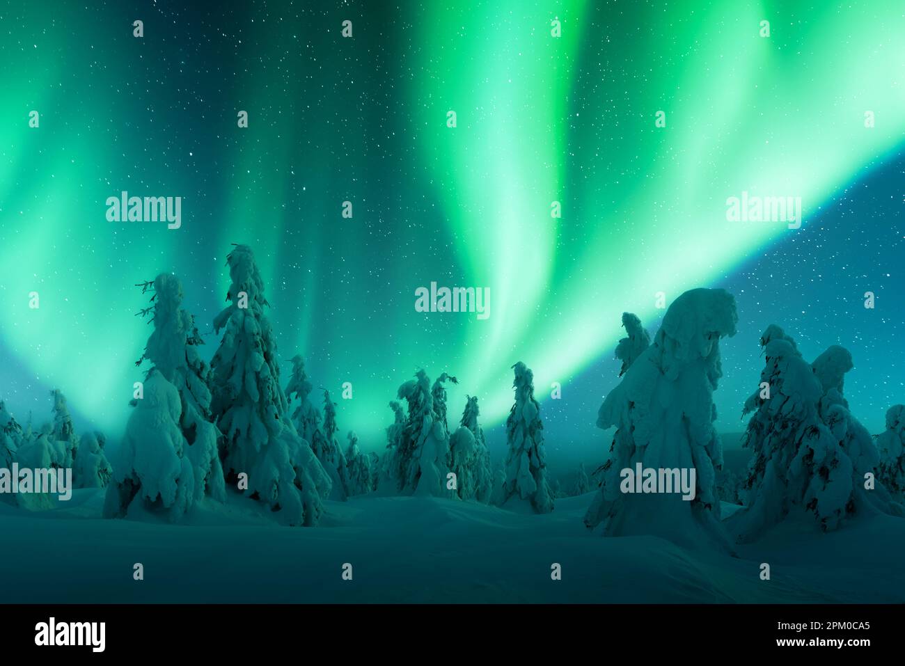 Northern lights in winter forest. Aurora borealis. Sky with polar ...