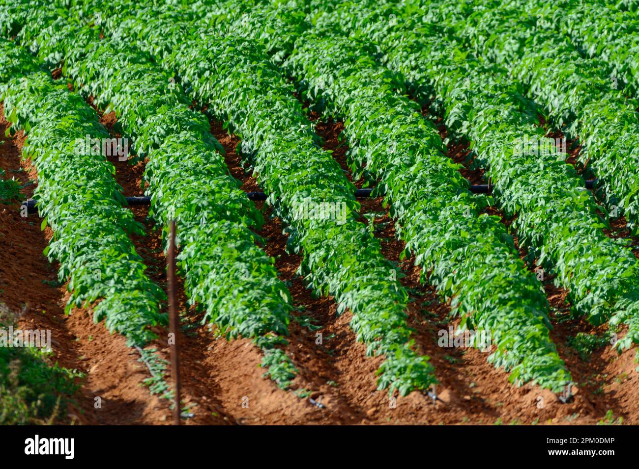 Papas negras plants, local black potato plantations on Furteventura, Canary islands, Spain in winter Stock Photo