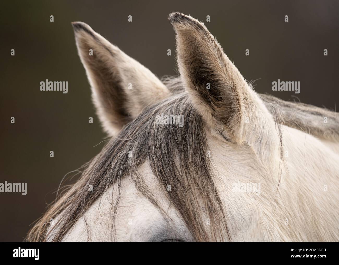 A closeup of a grey horse's ears with a blurred out background Stock