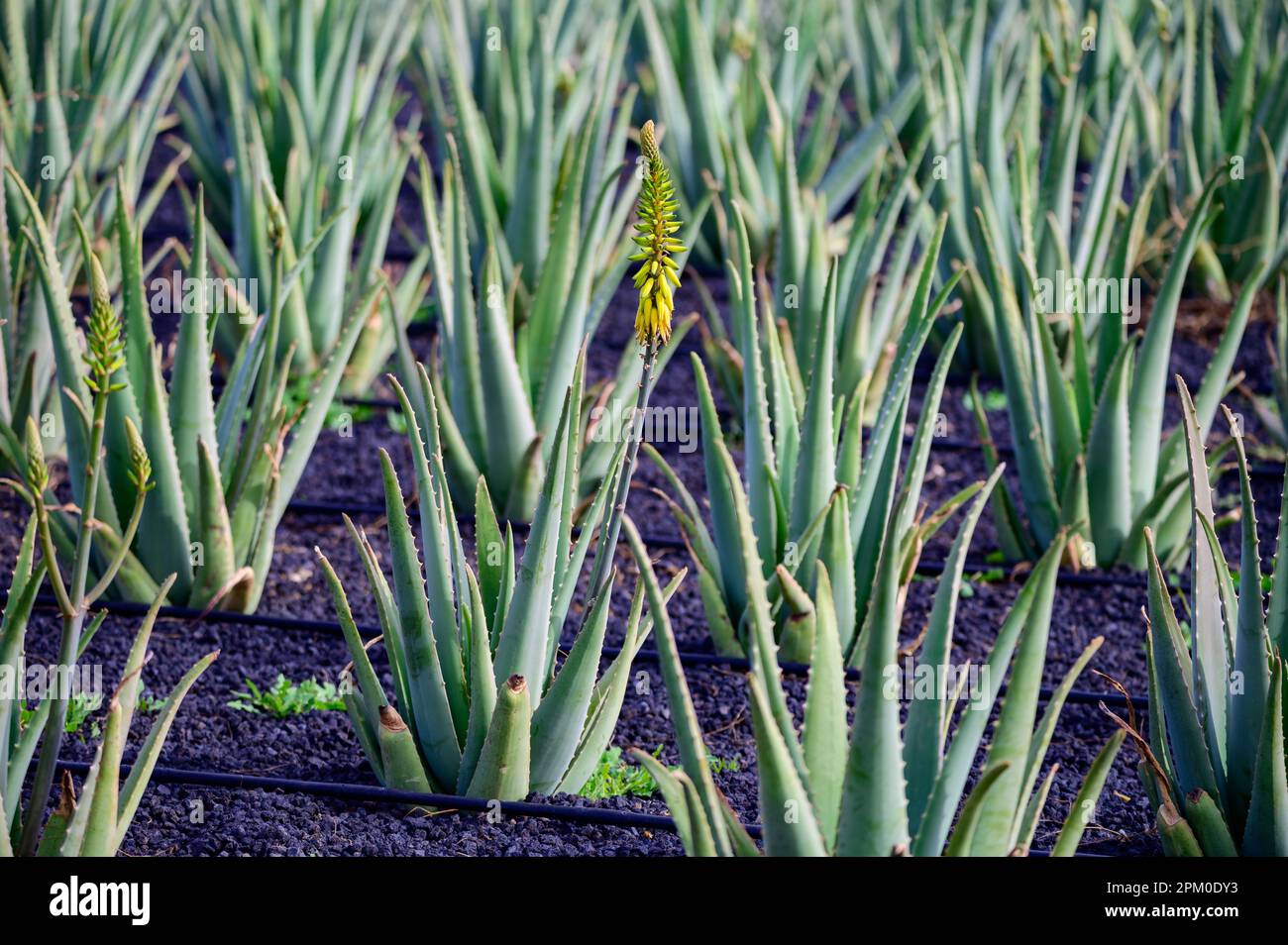 item Oneerlijkheid nerveus worden Aloe vera plantation, cultivation of aloe vera, healthy plant used for  medicine, cosmetics, skin care, decoration, Fuerteventura, Canary Islands,  Spai Stock Photo - Alamy