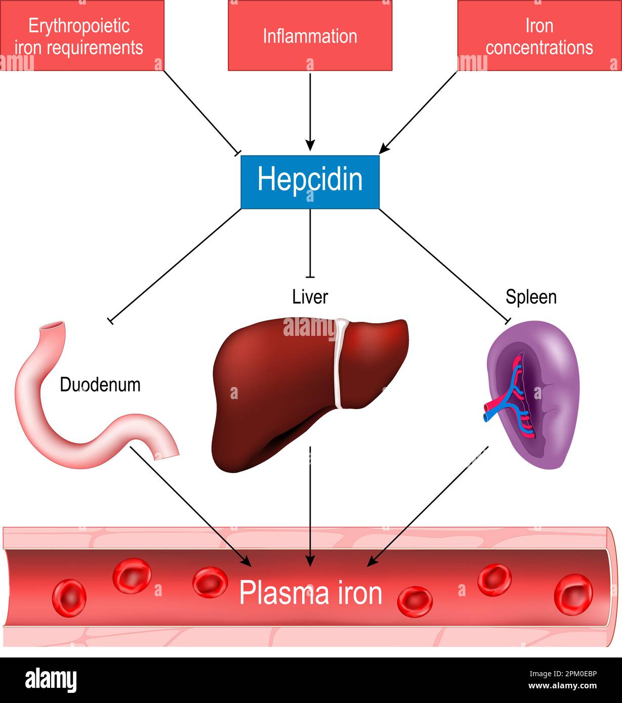 Hepcidin and iron homeostasis. function of hepcidin and its role in regulating of plasma iron levels. Vector poster Stock Vector