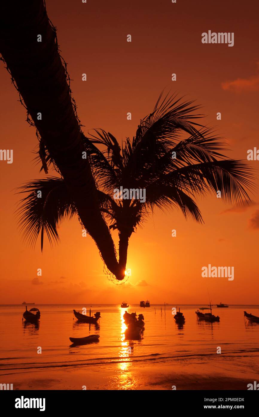 a Palmtree at Beach and Landscape of Sairee Beach at the Town of Sairee Village on the Ko Tao Island in the Province of Surat Thani in Thailand,  Thai Stock Photo