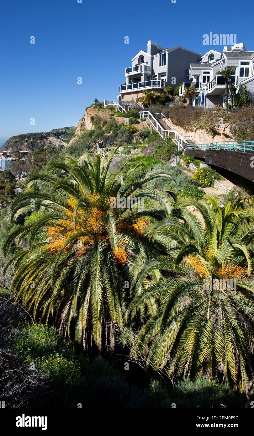 Walking path with palm trees, wildflowers, and vacation homes overlooking the harbor in Dana Point, Orange County, Southern California Stock Photo