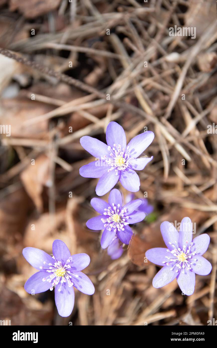 Wildflowers bloom in early hi-res stock photography and images - Alamy