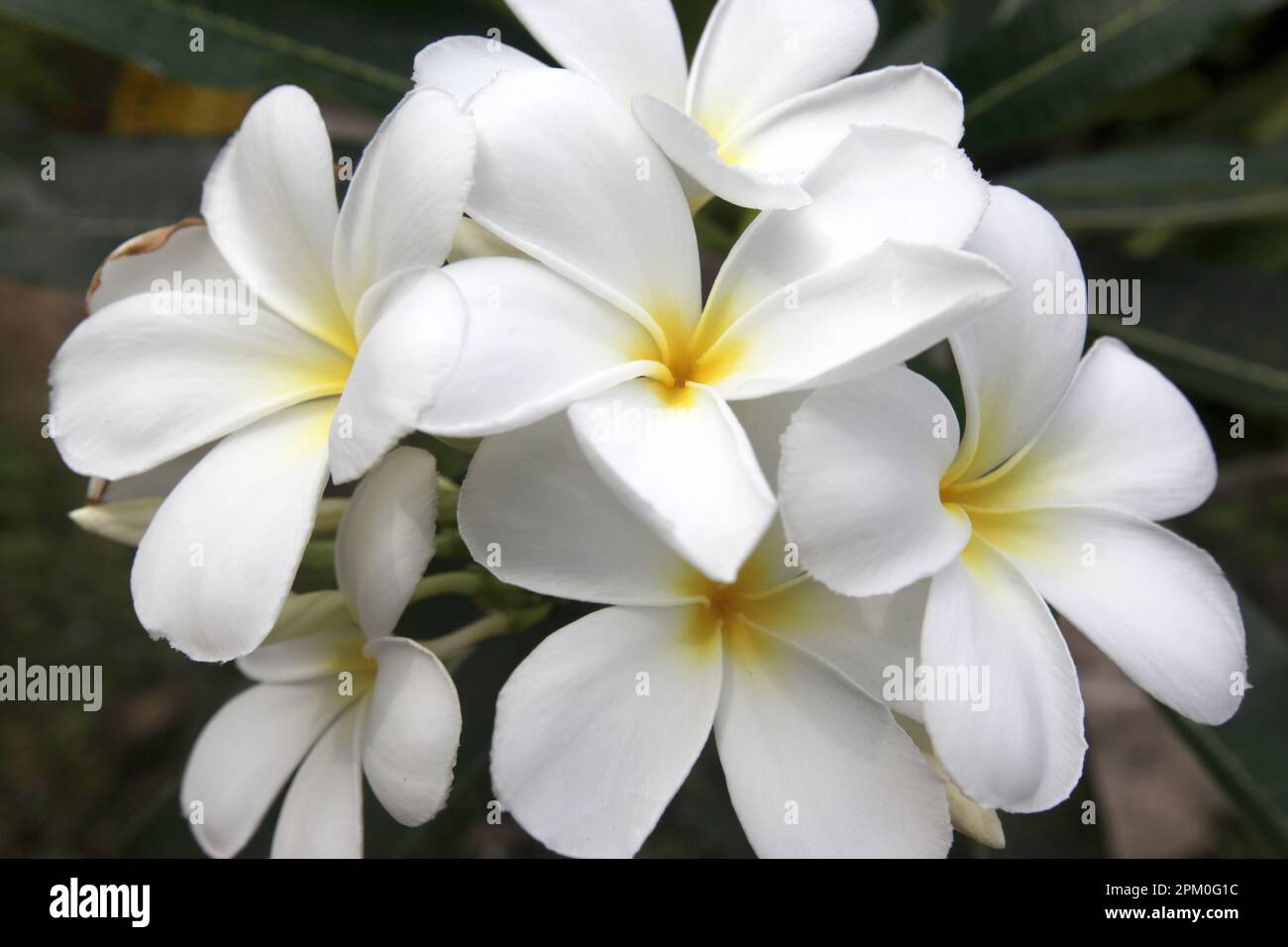 White Thai Flowers of Lan Thom in a garden with tropical plants in the Town of Sairee Village on the Ko Tao Island in the Province of Surat Thani in T Stock Photo