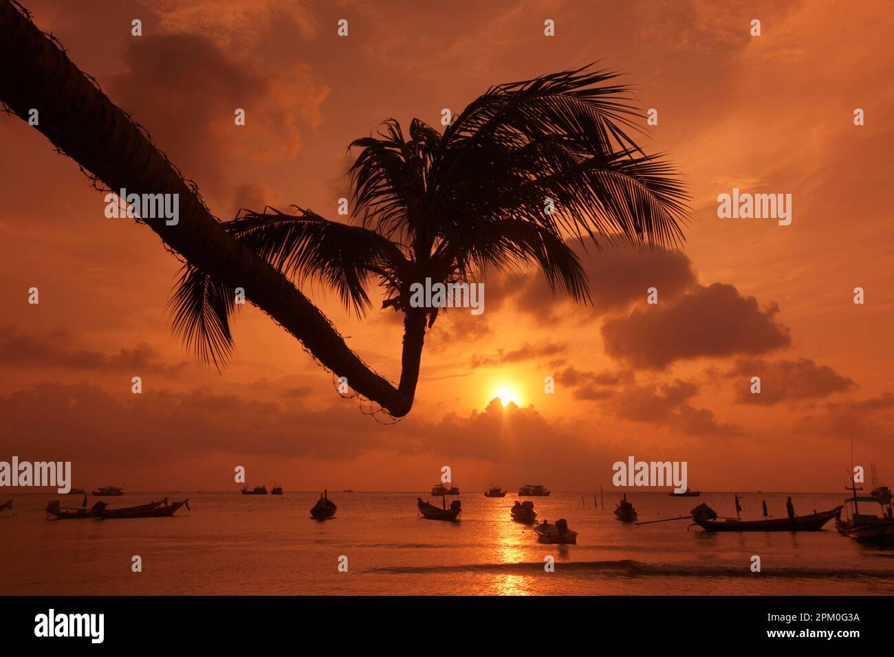 a Palmtree at Beach and Landscape of Sairee Beach at the Town of Sairee Village on the Ko Tao Island in the Province of Surat Thani in Thailand,  Thai Stock Photo