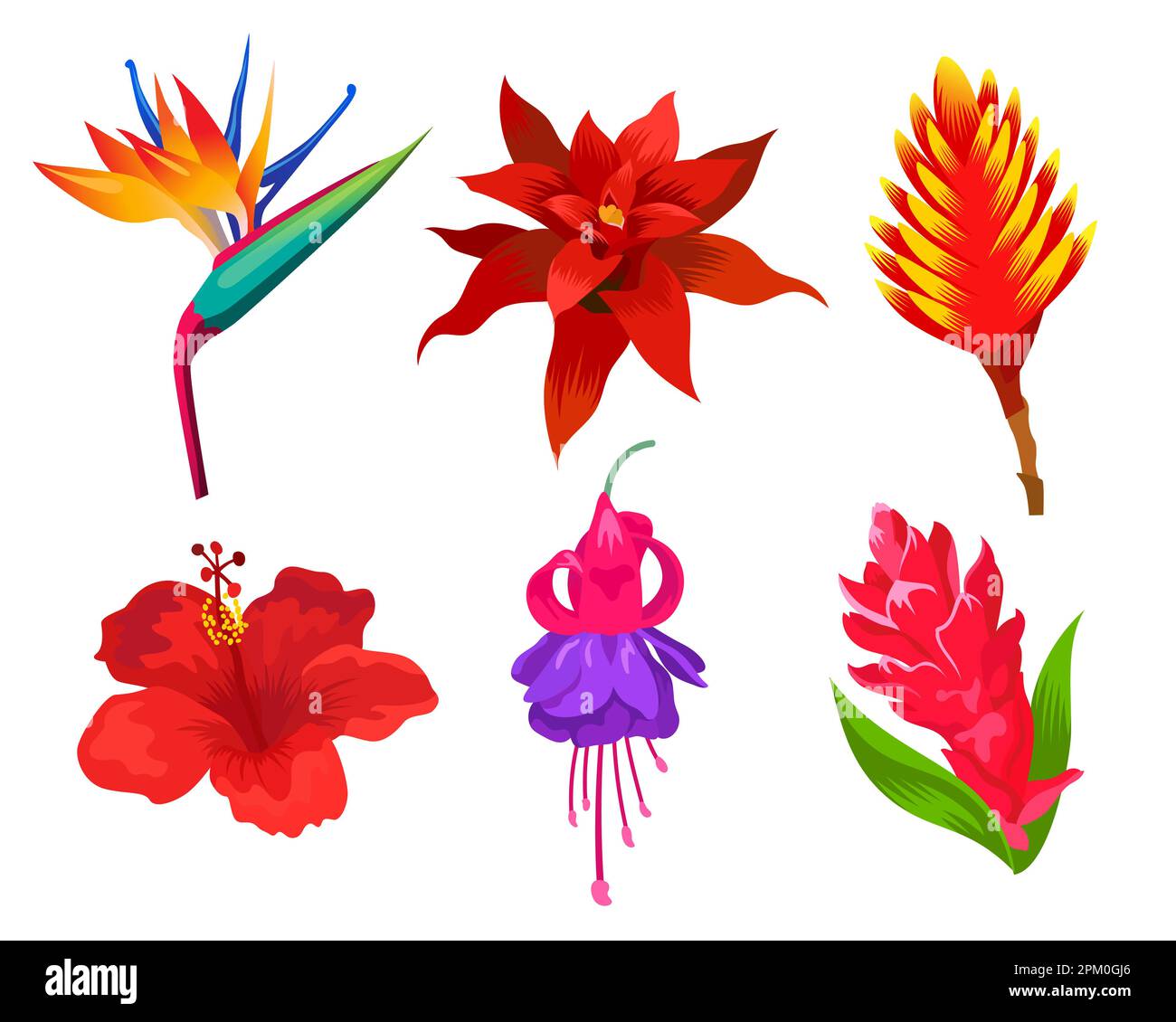 Exotic flowers vector illustrations set Stock Vector Image & Art Alamy