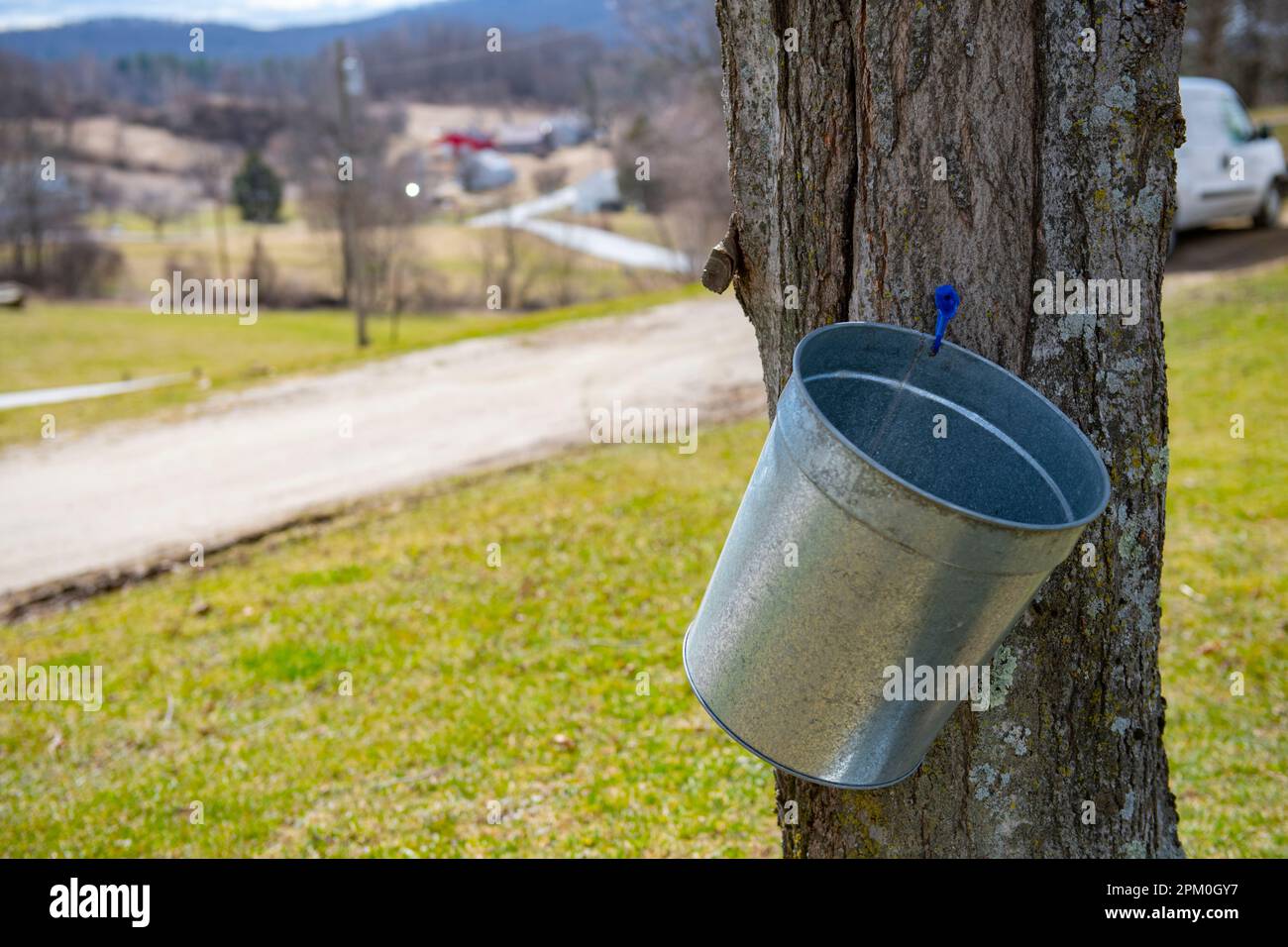 USA VT Vermont North Chittenden Baird Farm maple syrup makers small business - sap bucket on a maple tree Stock Photo