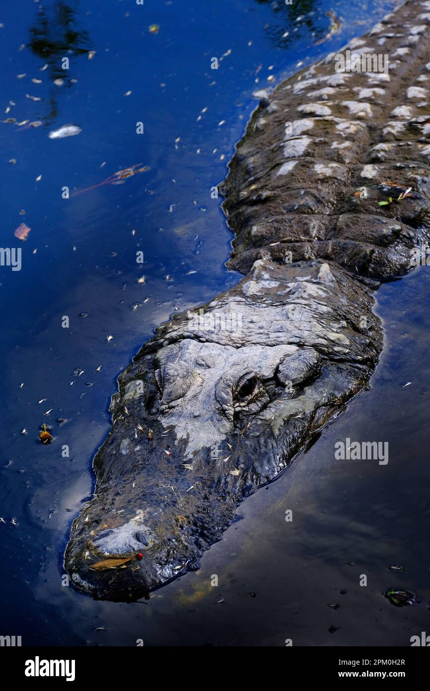 Captive Alligators in United States for Viewing with teeth and jaws