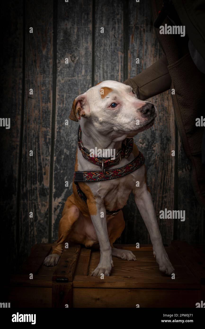 Adult pit bull hi res stock photography and images Page 2 Alamy