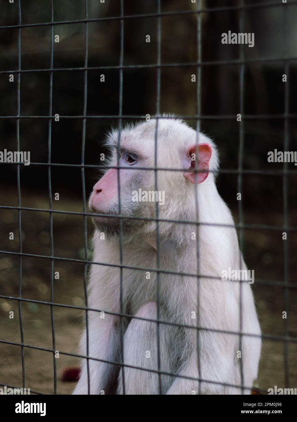 Foto de Albino Macaco Vervet e mais fotos de stock de Albino - Albino,  Macaco, Alimentar - iStock