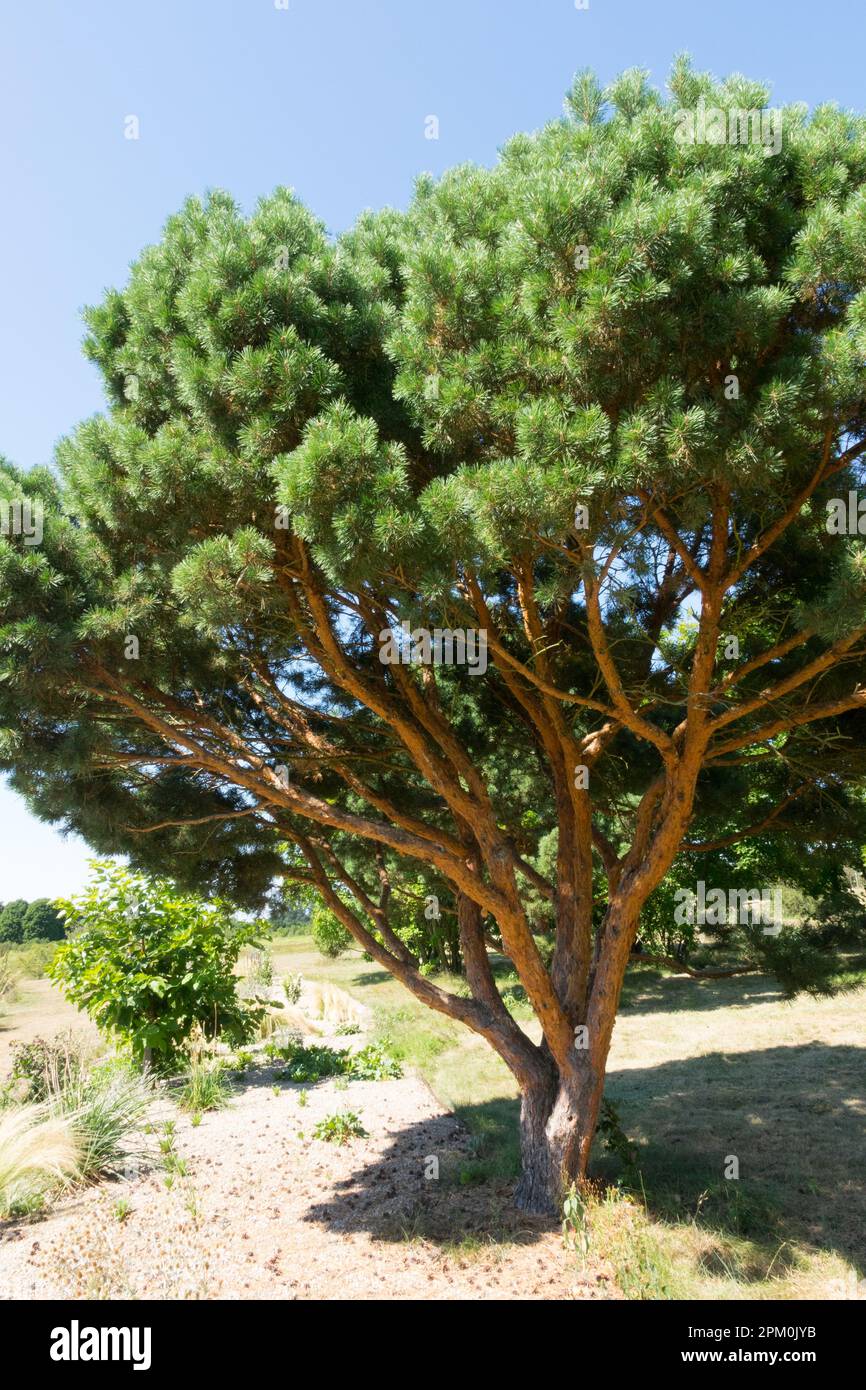 Scotch pine tree, Pinus sylvestris tree shape Pinus sylvestris 'Bayeri' Stock Photo