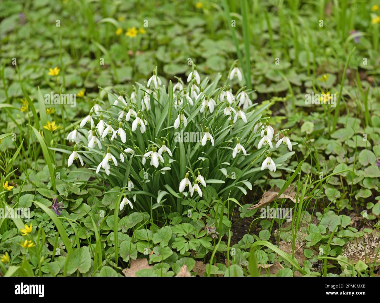 Galanthus plicatus, pleated snowdrop, species of flowering plant in family Amaryllidaceae. It is spring flowering bulbous herbaceous perennial Stock Photo