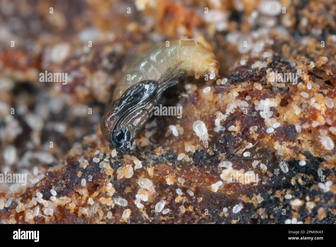 Dark-winged fungus gnat pupa (Sciaridae) and mites (various stages of development including many eggs) in potting soil. Stock Photo