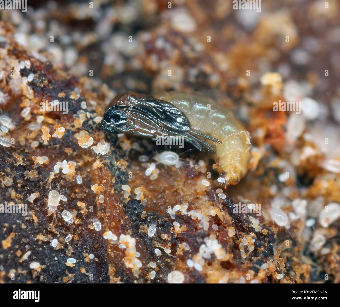 Dark-winged fungus gnat pupa (Sciaridae) and mites (various stages of development including many eggs) in potting soil. Stock Photo