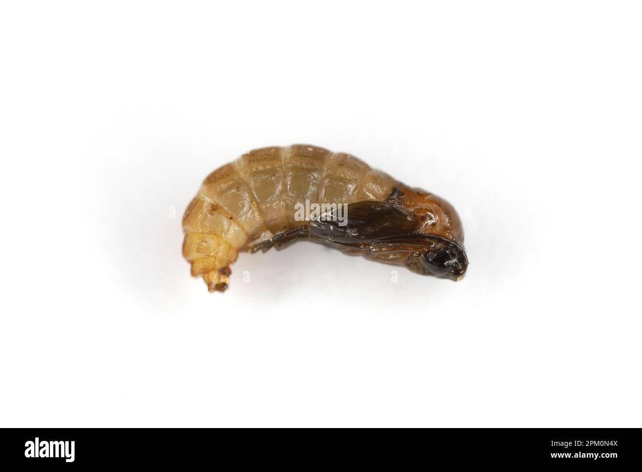 Dark-winged fungus gnat pupa (Sciaridae) and mites (various stages of development including many eggs) isolated on a white background. Stock Photo