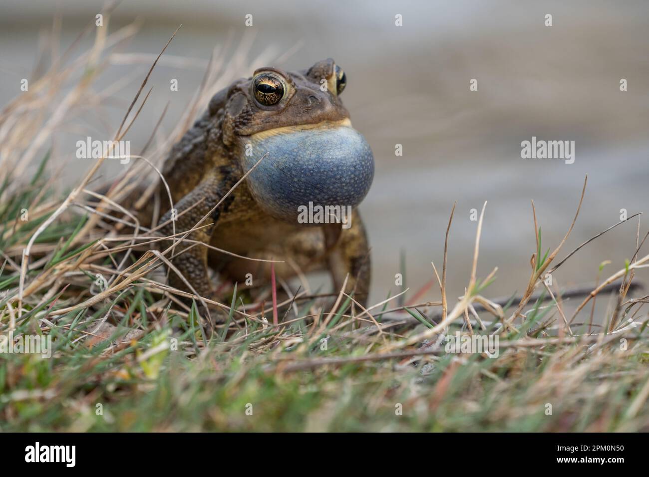 Close-up horizontal of Eastern American Toad (Bufo americanus) sits on side of pond and calls for mate. Stock Photo